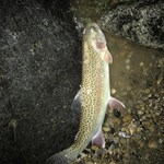 Nice shot of the fish