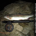 Rainbow was about 14 inches long
